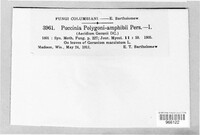 Puccinia polygoni-amphibii image